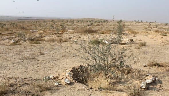 An olive tree growing in a dry, arid landscape with sparse vegetation and rocky soil. - Olive Oil Times