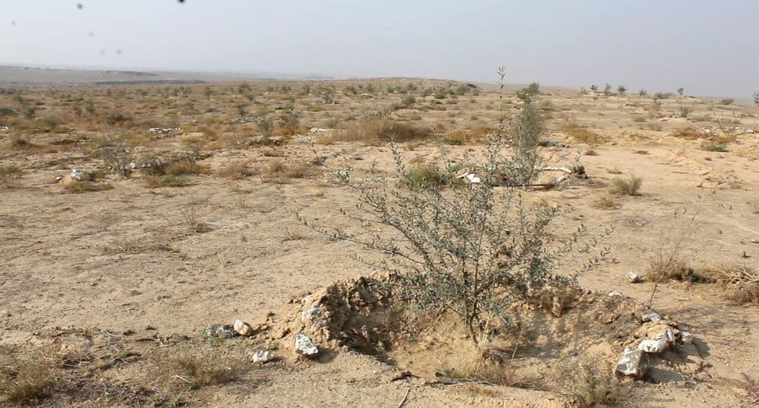 An olive tree growing in a dry, arid landscape with sparse vegetation and rocky soil. - Olive Oil Times