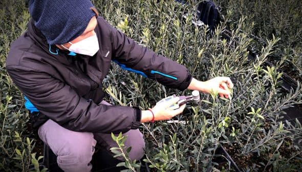 Individual wearing a mask and hat measuring the growth of an olive plant in a nursery. - Olive Oil Times