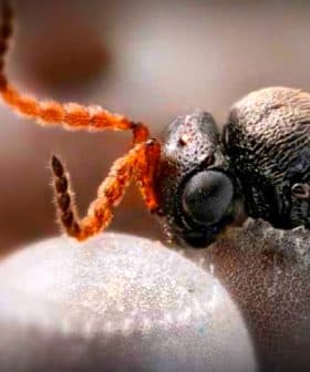 Close-up of a samurai wasp perched on the surface of an egg. - Olive Oil Times