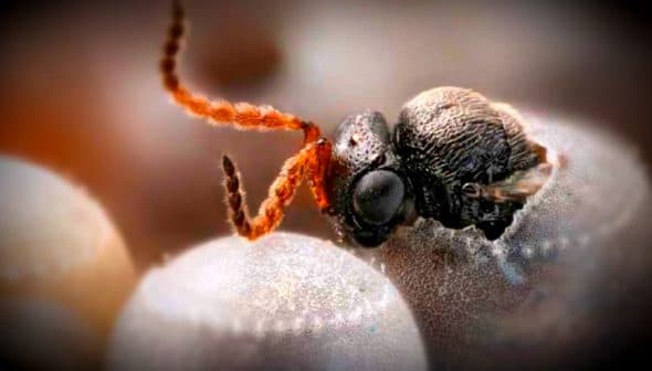 Close-up of a samurai wasp perched on the surface of an egg. - Olive Oil Times
