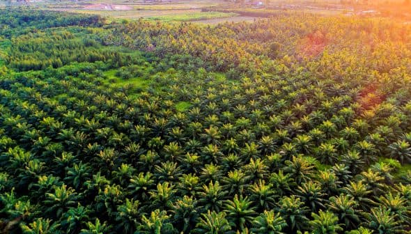 Aerial view of a lush palm oil plantation with dense green foliage and organized rows of palm trees. - Olive Oil Times