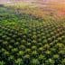 Aerial view of a lush palm oil plantation with dense green foliage and organized rows of palm trees. - Olive Oil Times