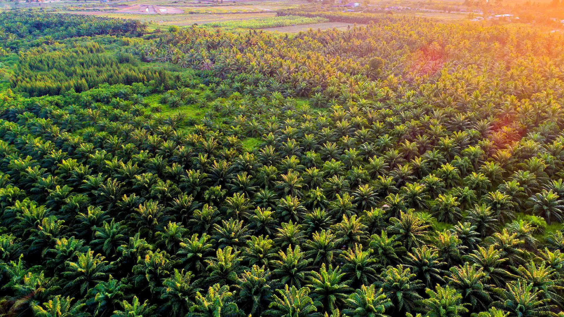 Aerial view of a lush palm oil plantation with dense green foliage and organized rows of palm trees. - Olive Oil Times