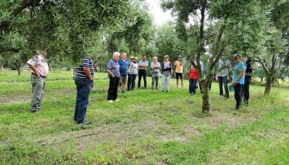 A group of individuals gathered around olive trees in a grove, engaged in discussion. - Olive Oil Times