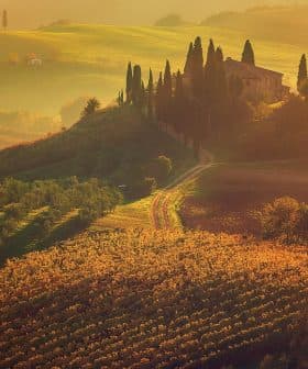 Rolling hills in Tuscany featuring vineyards and cypress trees at sunset. - Olive Oil Times