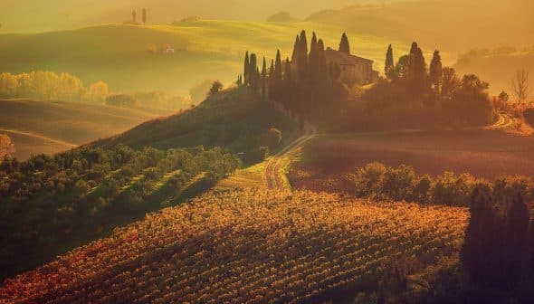Rolling hills in Tuscany featuring vineyards and cypress trees at sunset. - Olive Oil Times