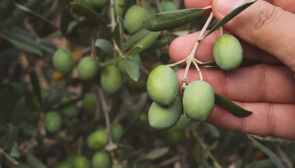 A hand holding a cluster of green olives on a branch with leaves. - Olive Oil Times