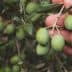 A hand holding a cluster of green olives on a branch with leaves. - Olive Oil Times