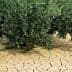 Olive tree with green olives growing on branches above cracked dry soil. - Olive Oil Times