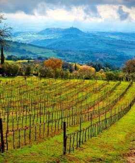 Vast vineyard landscape featuring neatly arranged rows of grapevines on a hillside. - Olive Oil Times