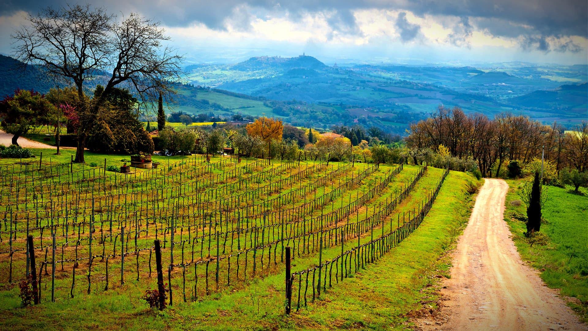 Vast vineyard landscape featuring neatly arranged rows of grapevines on a hillside. - Olive Oil Times