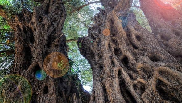 Close-up view of an ancient olive tree with twisted and gnarled bark and hollowed sections. - Olive Oil Times
