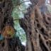 Close-up view of an ancient olive tree with twisted and gnarled bark and hollowed sections. - Olive Oil Times