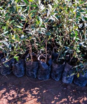 Row of olive tree seedlings in black planting bags arranged on the ground. - Olive Oil Times