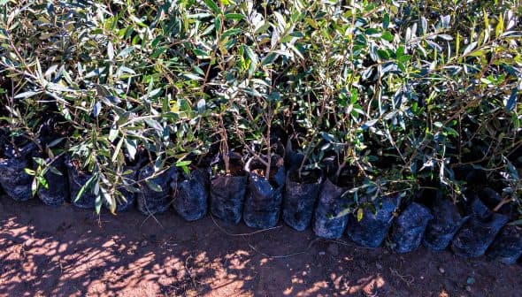 Row of olive tree seedlings in black planting bags arranged on the ground. - Olive Oil Times