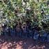 Row of olive tree seedlings in black planting bags arranged on the ground. - Olive Oil Times