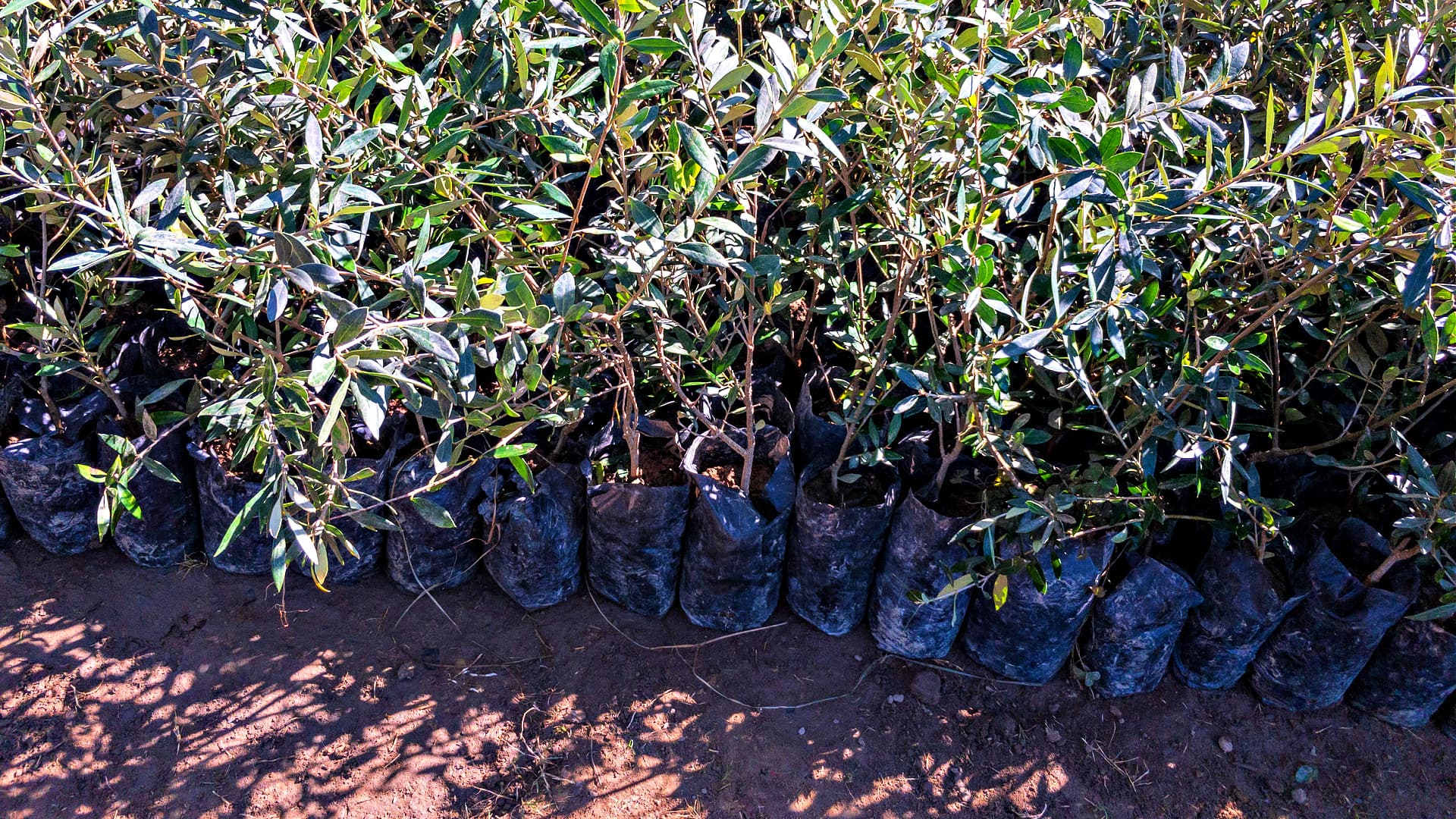 Row of olive tree seedlings in black planting bags arranged on the ground. - Olive Oil Times