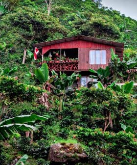 A wooden house on a hillside, surrounded by lush green plants and trees. - Olive Oil Times