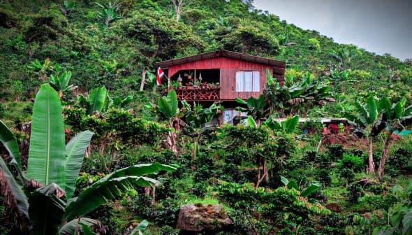 A wooden house on a hillside, surrounded by lush green plants and trees. - Olive Oil Times