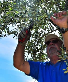 A man using pruning shears to trim branches of an olive tree under a clear sky. - Olive Oil Times