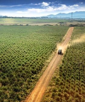 A tractor driving along a dirt road through a green field with rows of crops. - Olive Oil Times
