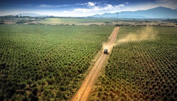A tractor driving along a dirt road through a green field with rows of crops. - Olive Oil Times