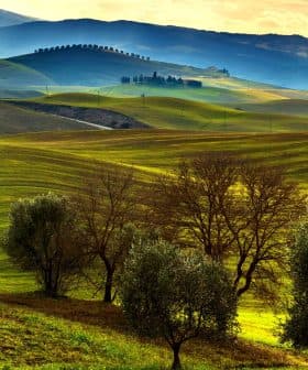 Scenic view of rolling green hills with olive trees in the foreground under a cloudy sky. - Olive Oil Times