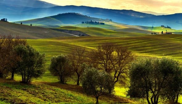 Scenic view of rolling green hills with olive trees in the foreground under a cloudy sky. - Olive Oil Times