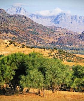 Scenic view of mountains with olive trees in the foreground and a clear sky. - Olive Oil Times