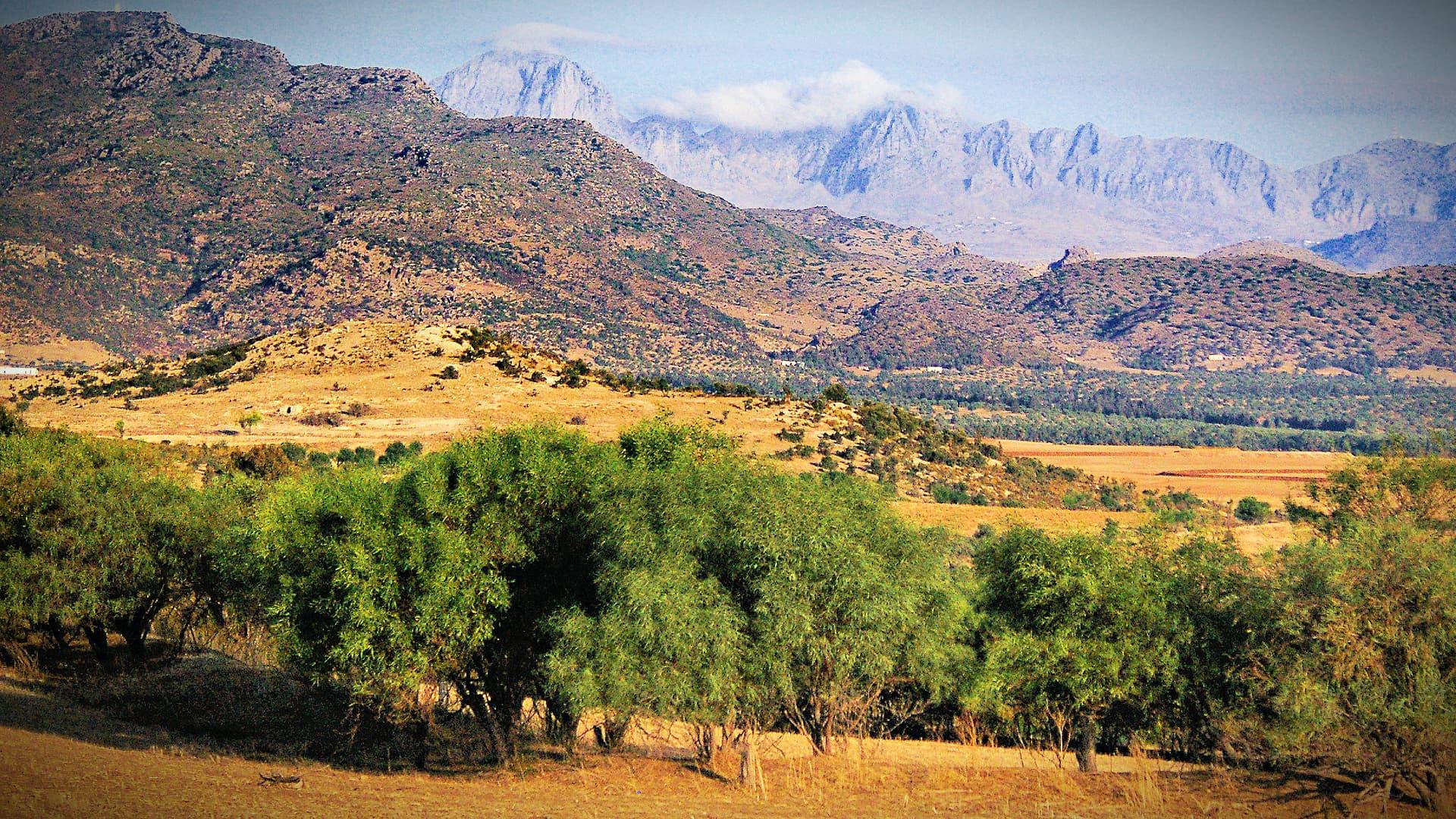 Scenic view of mountains with olive trees in the foreground and a clear sky. - Olive Oil Times