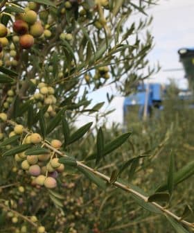Olive branches with green and purple olives, with a harvesting machine visible in the background. - Olive Oil Times