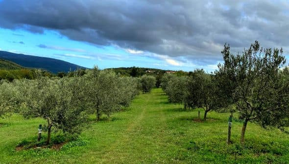 A view of an olive grove featuring rows of olive trees under a cloudy sky. - Olive Oil Times