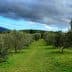 A view of an olive grove featuring rows of olive trees under a cloudy sky. - Olive Oil Times