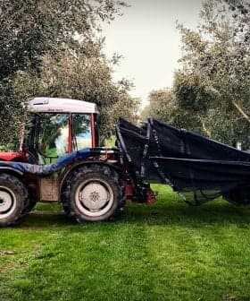 Tractor equipped with olive harvesting equipment parked among olive trees. - Olive Oil Times