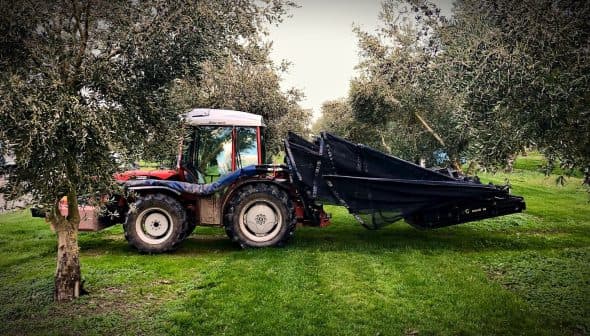 Tractor equipped with olive harvesting equipment parked among olive trees. - Olive Oil Times