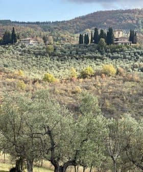 Olive trees in a landscape with rolling hills and a distant villa in Tuscany. - Olive Oil Times