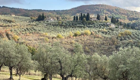 Olive trees in a landscape with rolling hills and a distant villa in Tuscany. - Olive Oil Times