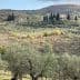 Olive trees in a landscape with rolling hills and a distant villa in Tuscany. - Olive Oil Times