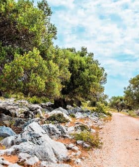 A dirt path lined with olive trees and rocky terrain under a cloudy sky. - Olive Oil Times