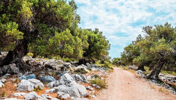 A dirt path lined with olive trees and rocky terrain under a cloudy sky. - Olive Oil Times
