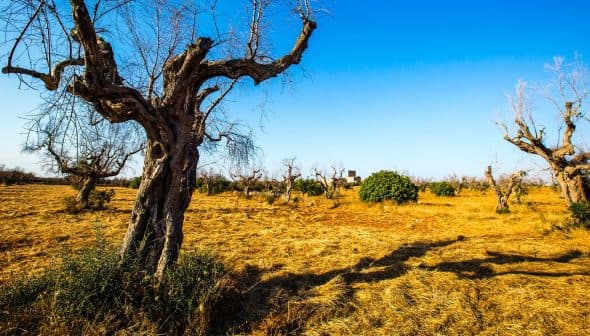A landscape featuring barren olive trees in a dry field under a clear blue sky. - Olive Oil Times