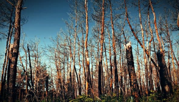 A view of tall, bare trees in a forest against a clear blue sky. - Olive Oil Times