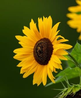 Close-up of a sunflower with bright yellow petals and a dark center, featuring green leaves. - Olive Oil Times