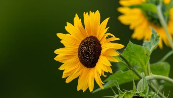 Close-up of a sunflower with bright yellow petals and a dark center, featuring green leaves. - Olive Oil Times