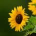 Close-up of a sunflower with bright yellow petals and a dark center, featuring green leaves. - Olive Oil Times