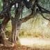 Two olive trees with thick trunks and sprawling branches in a natural environment. - Olive Oil Times