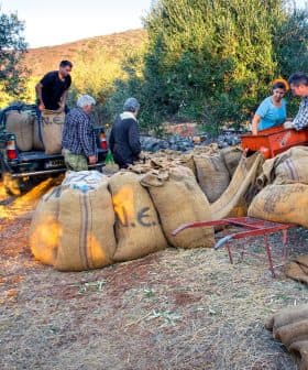 Group of individuals collecting olives and loading them into large sacks during harvest season. - Olive Oil Times