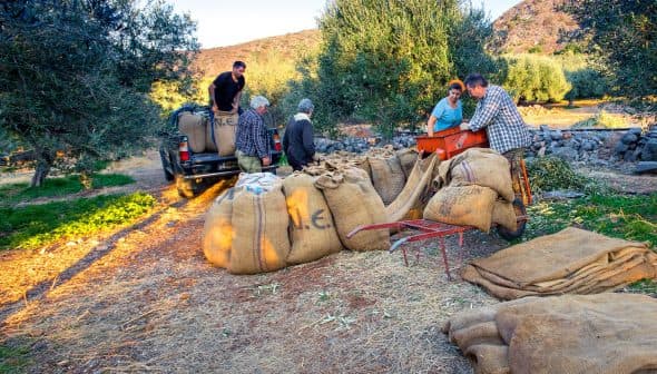 Group of individuals collecting olives and loading them into large sacks during harvest season. - Olive Oil Times