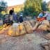 Group of individuals collecting olives and loading them into large sacks during harvest season. - Olive Oil Times